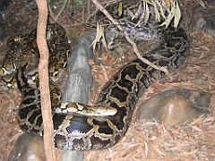 CairnsTC202 Cairns Tropical Zoo